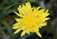 Crepis albida subsp albida