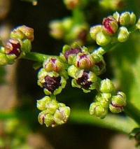 Chenopodium polyspermum