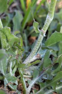 Crepis albida subsp albida