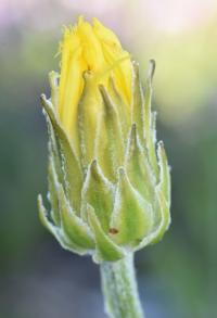 Crepis albida subsp albida