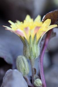 Crepis pygmaea subsp. pygmaea