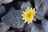 Crepis pygmaea subsp. pygmaea