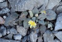 Crepis pygmaea subsp. pygmaea