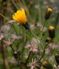 Crepis paludosa