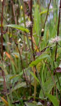 Crepis paludosa