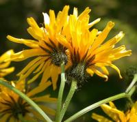 Crepis paludosa