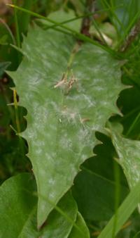 Crepis paludosa