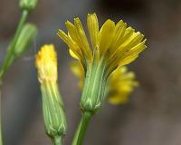 Crepis pulchra