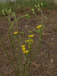 Crepis pulchra