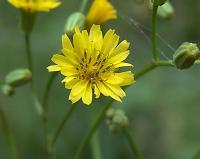 Crepis pulchra