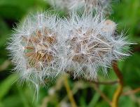 Crepis biennis