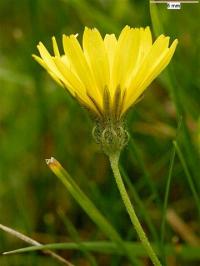 Crepis biennis