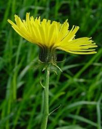 Crepis biennis