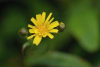 Crepis capillaris