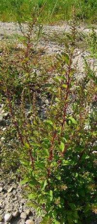 Chenopodium polyspermum