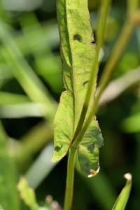 Crepis capillaris