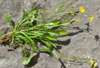 Crepis capillaris