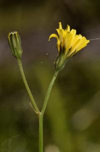 Crepis capillaris