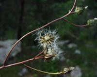 Crepis nicaeensis