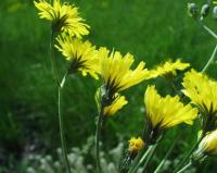 Crepis nicaeensis