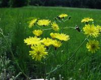 Crepis nicaeensis