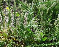 Crepis nicaeensis