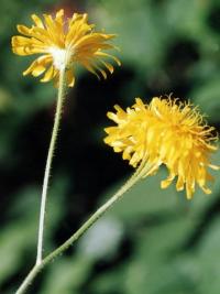 Crepis lampsanoides