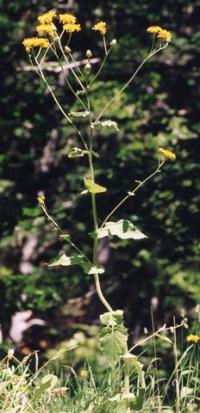 Crepis lampsanoides