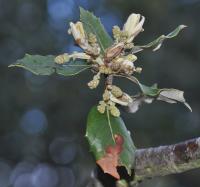 Quercus ilex subsp. ilex