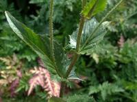 Crepis pyrenaica