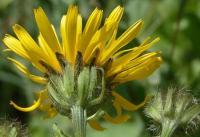 Crepis pyrenaica