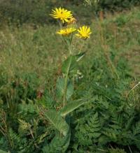 Crepis pyrenaica