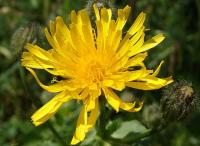 Crepis pyrenaica