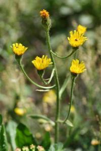 Crepis conyzifolia