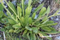 Crepis conyzifolia