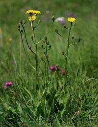 Crepis conyzifolia