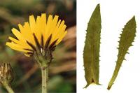 Crepis conyzifolia