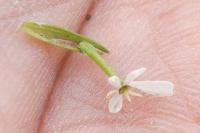 Scandix pecten-veneris subsp. pecten-veneris