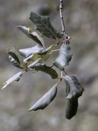 Quercus ilex subsp. ilex