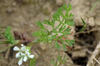 Scandix pecten-veneris subsp. pecten-veneris