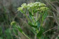 Cardaria draba