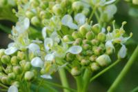 Cardaria draba