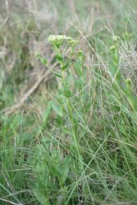 Cardaria draba