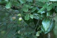 Quercus ilex subsp. ilex