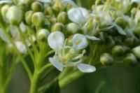 Cardaria draba