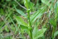 Cardaria draba