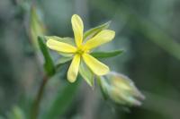 Helianthemum ledifolium