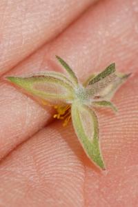 Helianthemum ledifolium