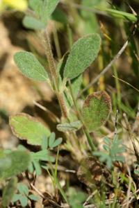 Helianthemum ledifolium