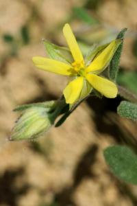 Helianthemum ledifolium